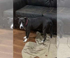American Pit Bull Terrier-Unknown Mix Dogs for adoption in FRAMINGHAM, MA, USA