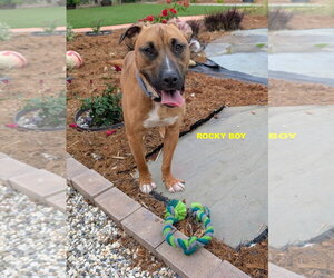 ROCKY BOY - Male Bull Terrier-Unknown Mix Dog for Adoption - Photo #6