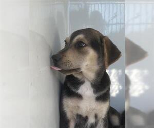 Huskies -Unknown Mix Dogs for adoption in Houston, TX, USA