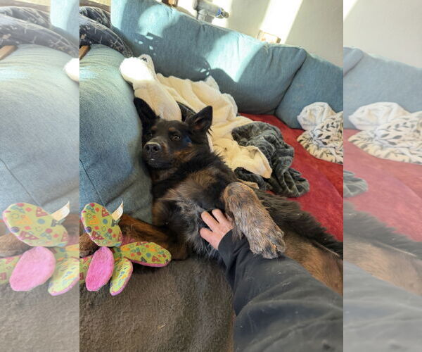 Medium Photo #4 Mutt Puppy For Sale in Chama, NM, USA