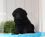 Small Labradoodle-Poodle (Standard) Mix