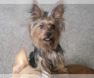 Yorkshire Terrier Puppy for sale in ANCHORAGE, AK, USA