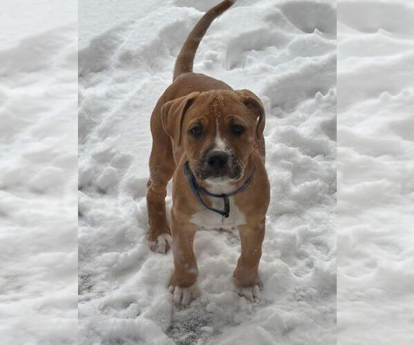 Medium Photo #2 American Pit Bull Terrier-Unknown Mix Puppy For Sale in Hillsboro, MO, USA