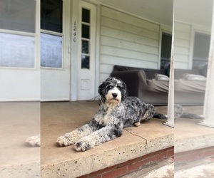 Mother of the Aussiedoodle-Bernedoodle Mix puppies born on 05/20/2025