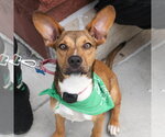 Small Photo #5 Labrador Retriever-Unknown Mix Puppy For Sale in Washington, DC, USA