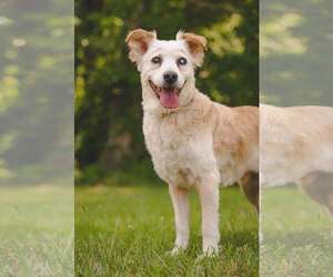 Collie-Unknown Mix Dogs for adoption in Rustburg, VA, USA