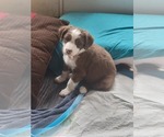 Small Photo #14 Aussiedoodle Puppy For Sale in GREENSBURG, PA, USA