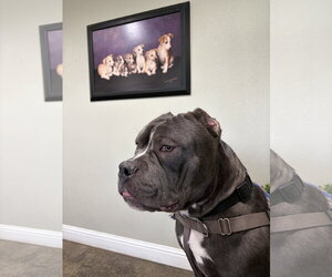 Chonk - Male American Bulldog-American Staffordshire Terrier Mix Dog for Adoption - Photo #3