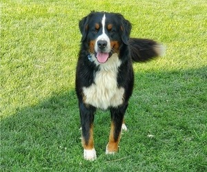 Father of the Bernese Mountain Dog puppies born on 01/18/2024