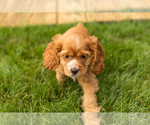 Small #2 Cocker Spaniel