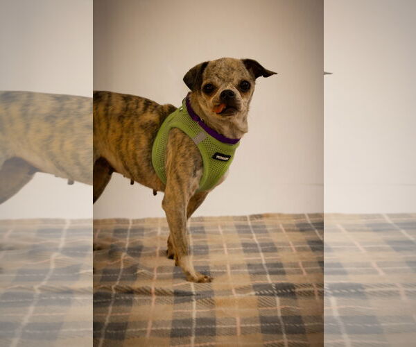 Medium Photo #1 Jack Chi Puppy For Sale in Princeton, MN, USA