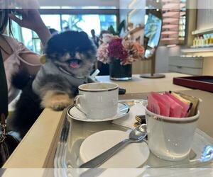 Father of the Pomeranian puppies born on 07/04/2025