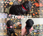 Small #1 Goldendoodle (Miniature)