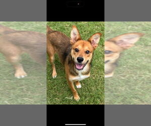 Shiba Inu Dogs for adoption in Great Bend, KS, USA