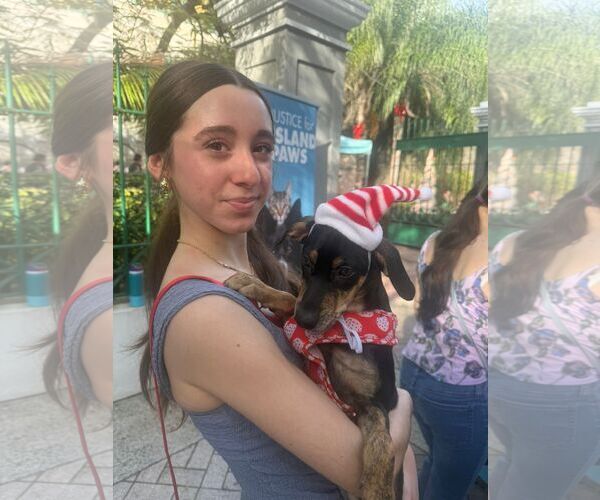 Medium Photo #1 Doberman Pinscher-Retriever  Mix Puppy For Sale in Virginia Beach, VA, USA