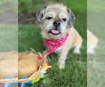 Small #7 Shih Tzu Mix