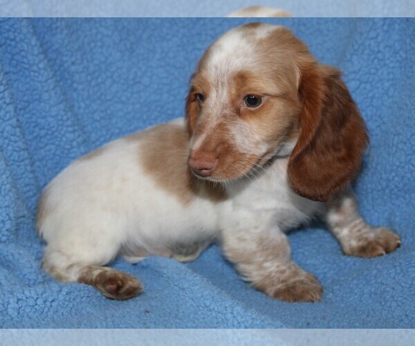 Medium Photo #4 Dachshund Puppy For Sale in BLOOMINGTON, IN, USA