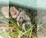 Small #8 French Bulldog