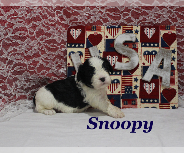 Medium Photo #8 Cavapoo Puppy For Sale in CHANUTE, KS, USA