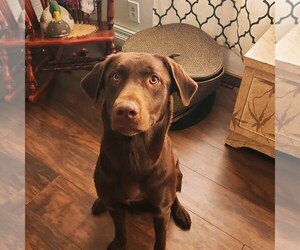 Labrador Retriever Dog for Adoption in PEKIN, Illinois USA