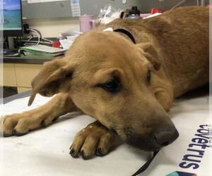 German Shepherd Dog-Unknown Mix Dogs for adoption in Riverside, CA, USA