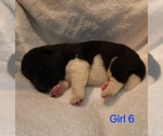 Puppy Puppy 9 Akita