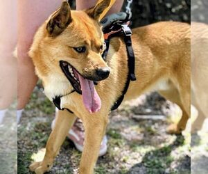 Siberian Husky-Unknown Mix Dogs for adoption in Spring Lake, NC, USA