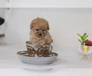 Poodle (Toy) Puppy for sale in DENVER, CO, USA