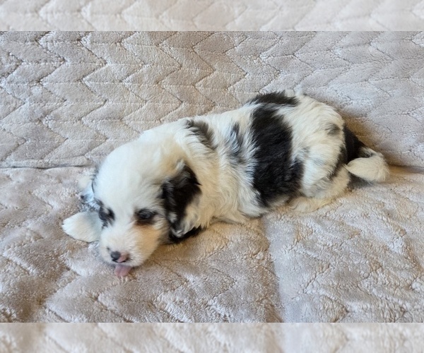 Medium Photo #15 Aussiedoodle Puppy For Sale in WILLS POINT, TX, USA