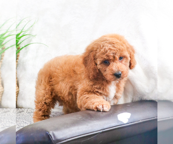 Medium Photo #1 Goldendoodle Puppy For Sale in SYRACUSE, IN, USA