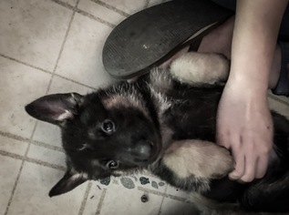 German Shepherd Dog Puppy for sale in EUGENE, OR, USA