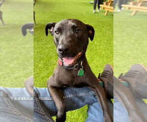 German Shepherd Dog-Unknown Mix Dogs for adoption in Yardley, PA, USA