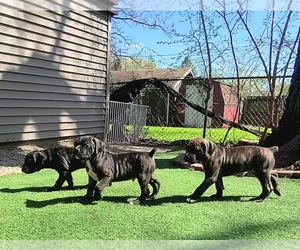 America Bandogge Mastiff Litter for sale in JOLIET, IL, USA