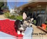 Puppy Grey Male Pembroke Welsh Corgi