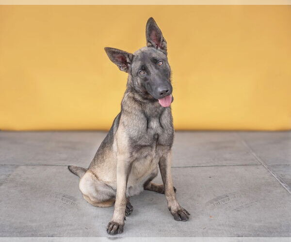 Medium Photo #3 Mutt Puppy For Sale in Pasadena, CA, USA