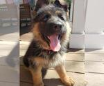 Small Photo #12 German Shepherd Dog Puppy For Sale in LOUISA, VA, USA