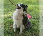 Small #2 Australian Shepherd