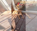 Small #1 Chiweenie