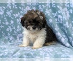 Small Photo #12 Zuchon Puppy For Sale in LAKELAND, FL, USA