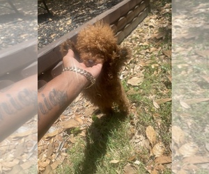 Poodle (Toy) Puppy for sale in LAKELAND, FL, USA