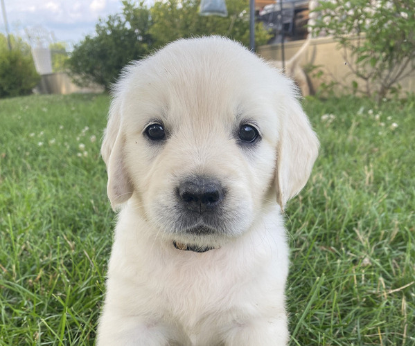 View Ad Golden Retriever Litter of Puppies for Sale near Michigan