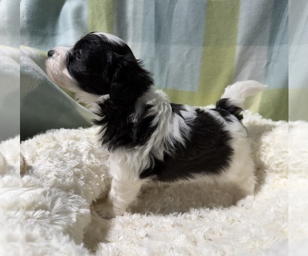 Medium Photo #2 Havapoo Puppy For Sale in GUTHRIE, KY, USA