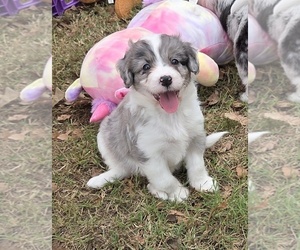 Aussiedoodle Puppy for sale in WILLS POINT, TX, USA