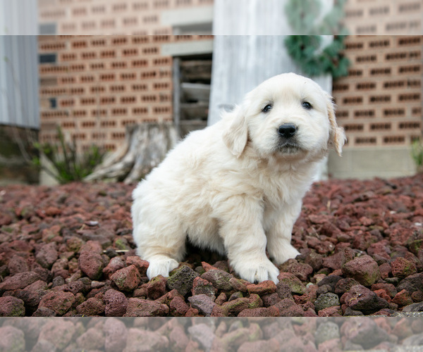 Medium Photo #6 English Cream Golden Retriever Puppy For Sale in ORRVILLE, OH, USA