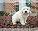 Small Photo #6 English Cream Golden Retriever Puppy For Sale in ORRVILLE, OH, USA