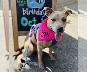 American Pit Bull Terrier-Unknown Mix Dogs for adoption in Germantown, OH, USA