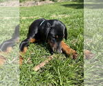 Small #10 Doberman Pinscher