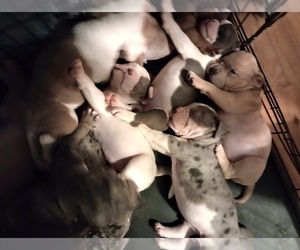 American Bulldog-American Bully Mix Puppy for sale in EVANSTON, IL, USA