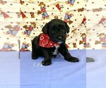 Image preview for Ad Listing. Nickname: Tiny Magic
