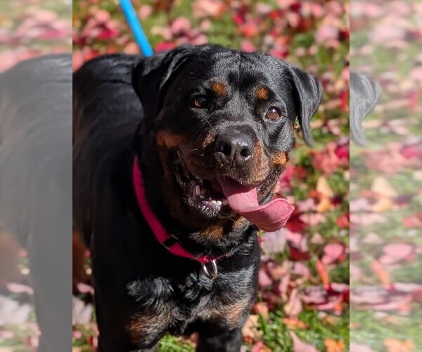 Medium Photo #3 Rottweiler Puppy For Sale in Hillsboro, NH, USA